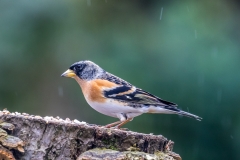 Brambling, Lake District