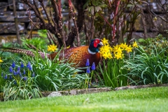 Pheasant in the garden