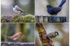 Birdwatcher's car park, Forge Valley