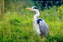 Heron