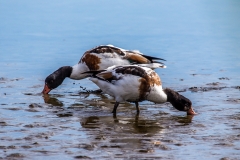 Shovelers, Brownsea Island