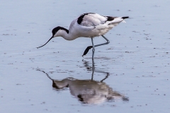 Avocet, Brownsea Island