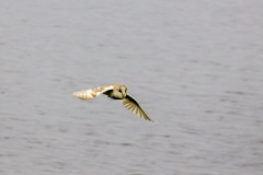 Barn Owl, The Flats, Lincolnshire