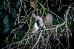 Spotted flycatcher