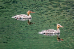 Red breasted mergansers, Buttermere