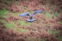 Kestrel, Buttermere