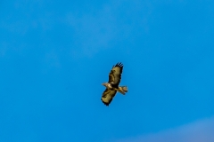 Buzzard, Borrowdale