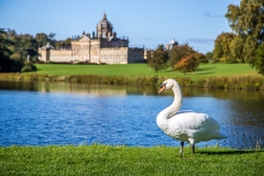 Swan at Castle Howard