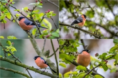 Male bullfinch