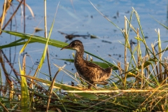 Water Rail, Chowder Ness
