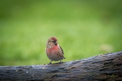 Redpoll