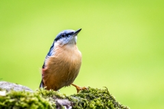 Nuthatch in the garden