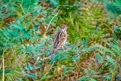 Reed Bunting, Crummock Water