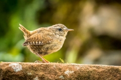 Wren in the garden
