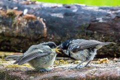 Baby coal tit in the garden