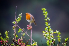 Robin