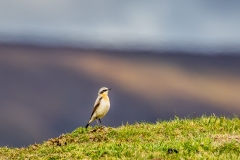 Wheatear, Farndale