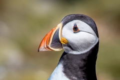 Puffin, Farne Islands
