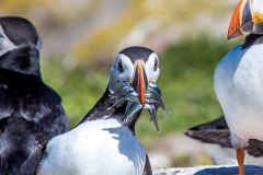 Puffin, Farne Islands