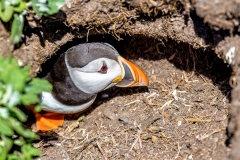 Puffin, Farne Islands