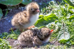 Arctic Tern chicks, Farne Islands