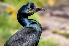 Shag, Farne Islands