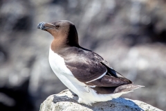 Razorbill, Farne Islands