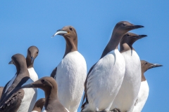Guillemot, Farne Islands
