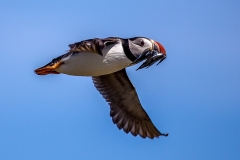 Puffin, Farne Islands