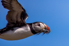 Puffin, Farne Islands