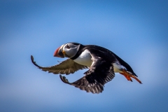 Puffin, Farne Islands