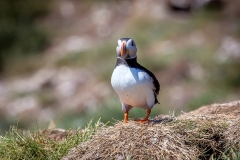 Puffin, Farne Islands