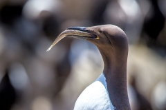 Guillemot, Farne Islands
