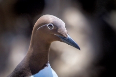 Bridled Guillemot, Farne Islands
