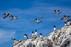 Guillemot, Farne Islands
