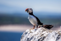 Puffin, Farne Islands