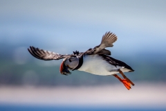 Puffin, Farne Islands