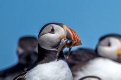 Puffin, Farne Islands