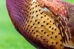 Pheasant plumage