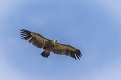 Griffon Vulture, Andalucia