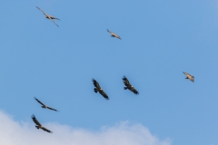 Griffon Vulture, Andalucia