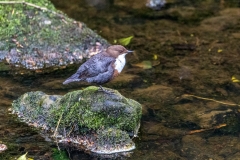 Dipper in the Derwent