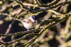 Marsh (or Willow?) tit, Forge Valley