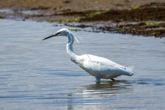Little Egret, Mudeford