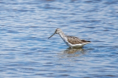 Greenshank, Mudeford