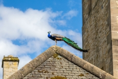 Peacock, Nunnington Hall
