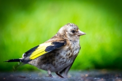 Baby Goldfinch in the garden