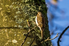 Treecreeper, Loweswater