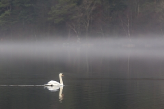 Swan on Loweswater