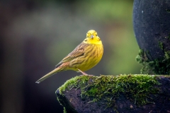 Yellowhammer in the garden